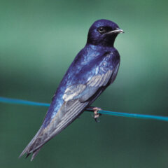Purple Martins
